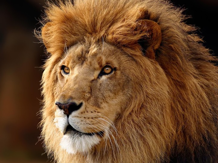 animals-lions-HD-Wallpapers